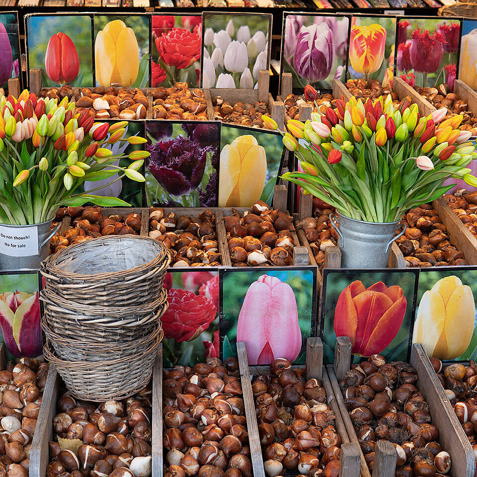 Various tulip bulbs with colorful flower images at the flower market in Amsterdam