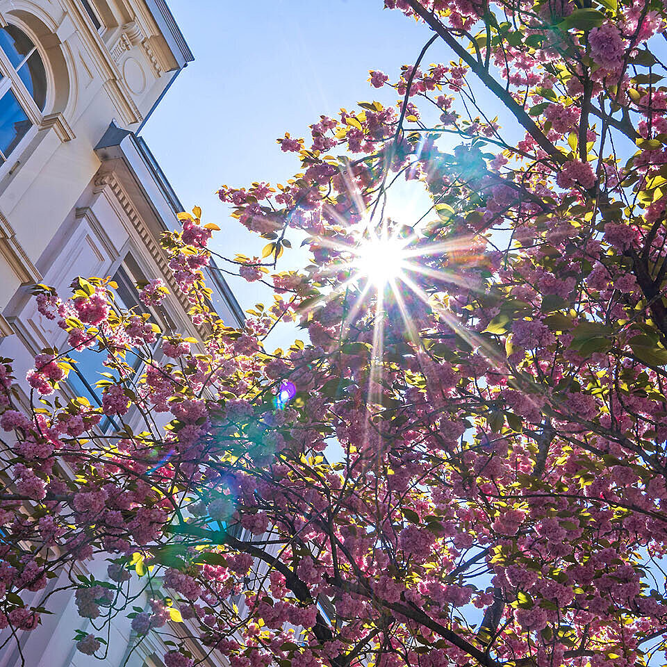 Sunlight shining through blooming cherry tree in front of historic facade in spring