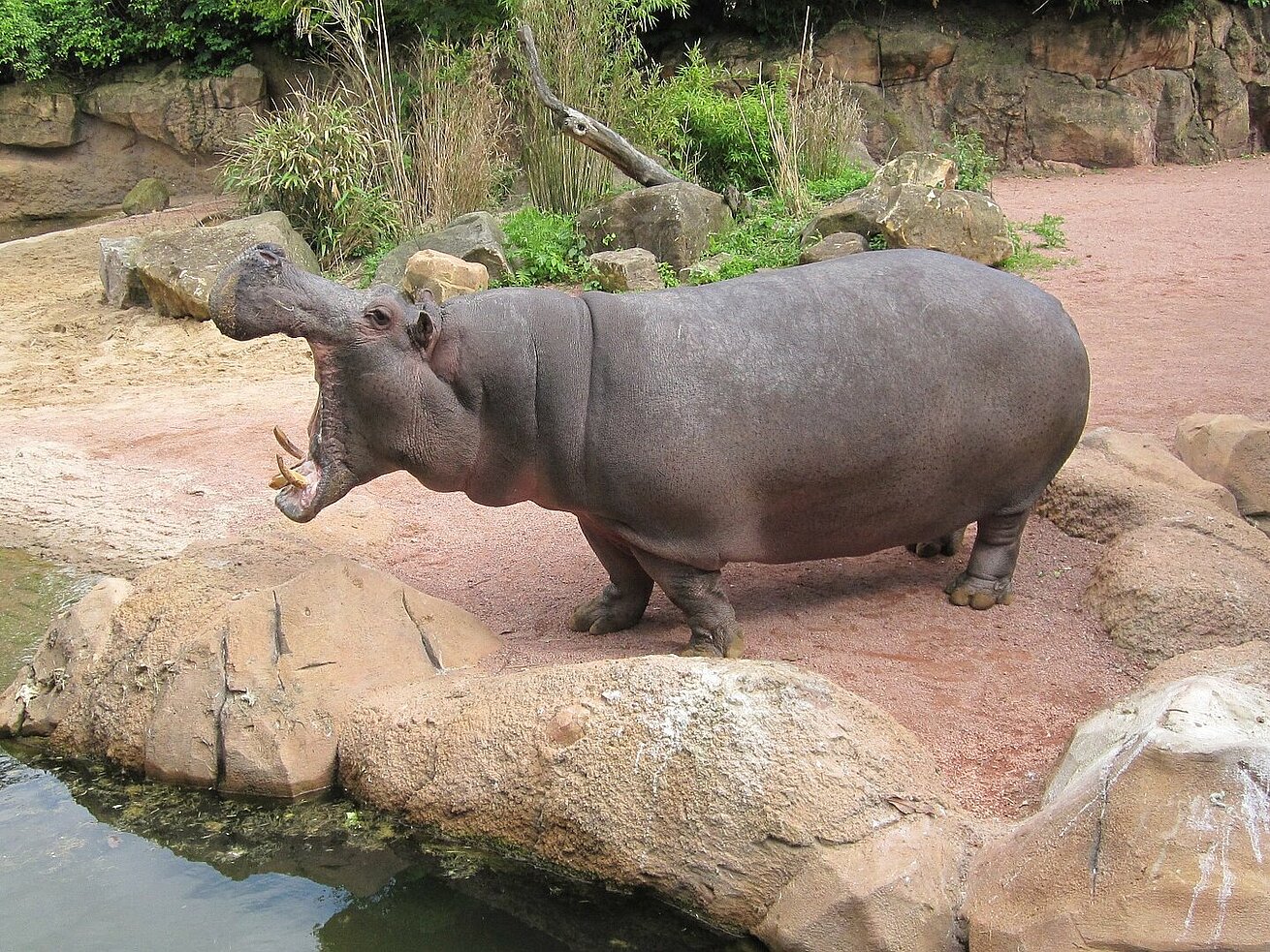 Zoo Hanover Zoo Hanover