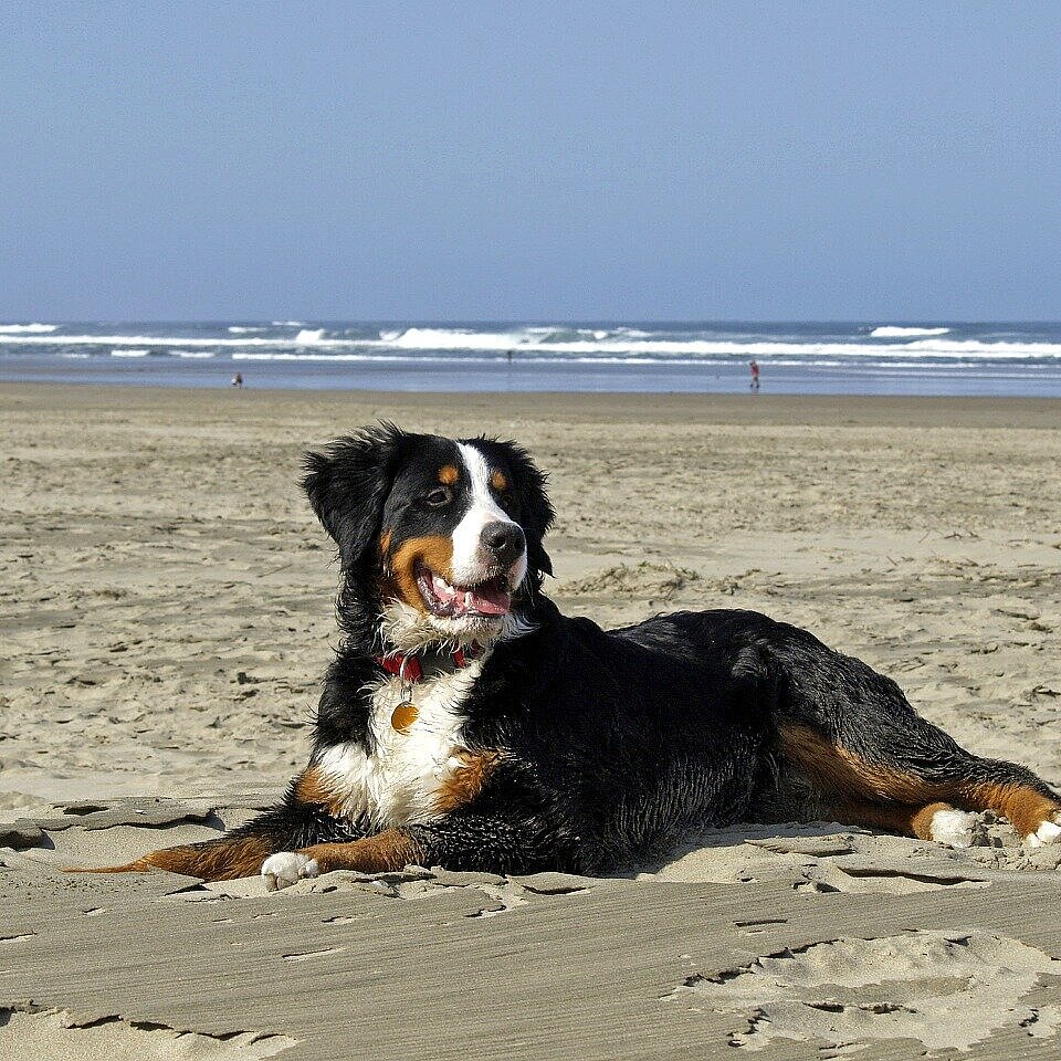Dog on the beach