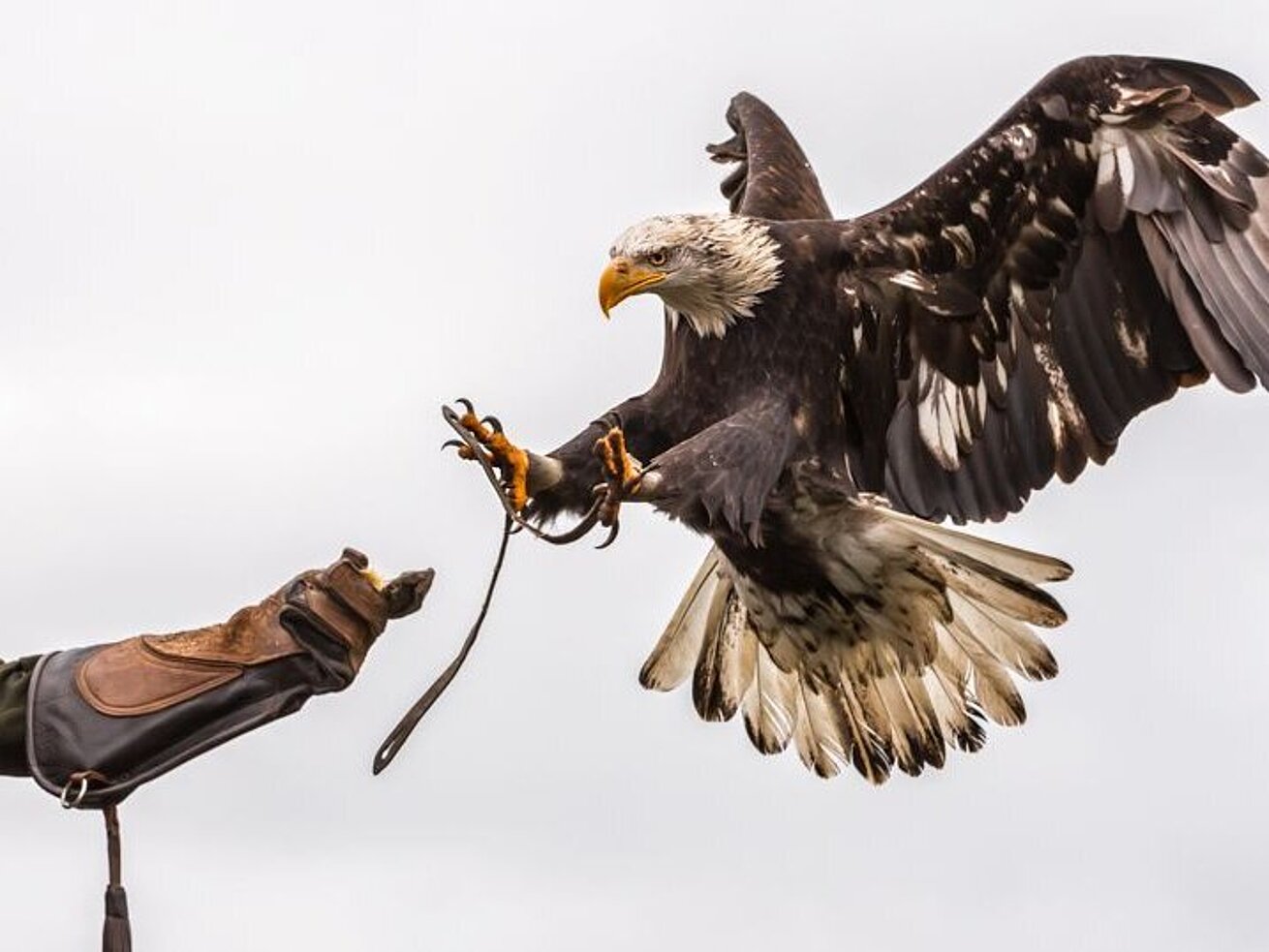 Eagle station Berlebeck White-tailed eagle landing on a falconer’s glove during a bird of prey demonstration