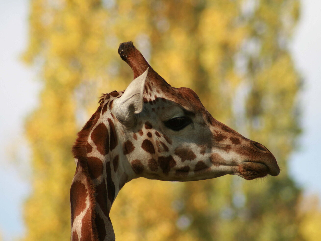 Giraffe in profile against a blurred background in a natural setting.