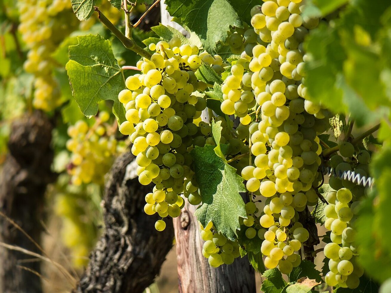 White wine