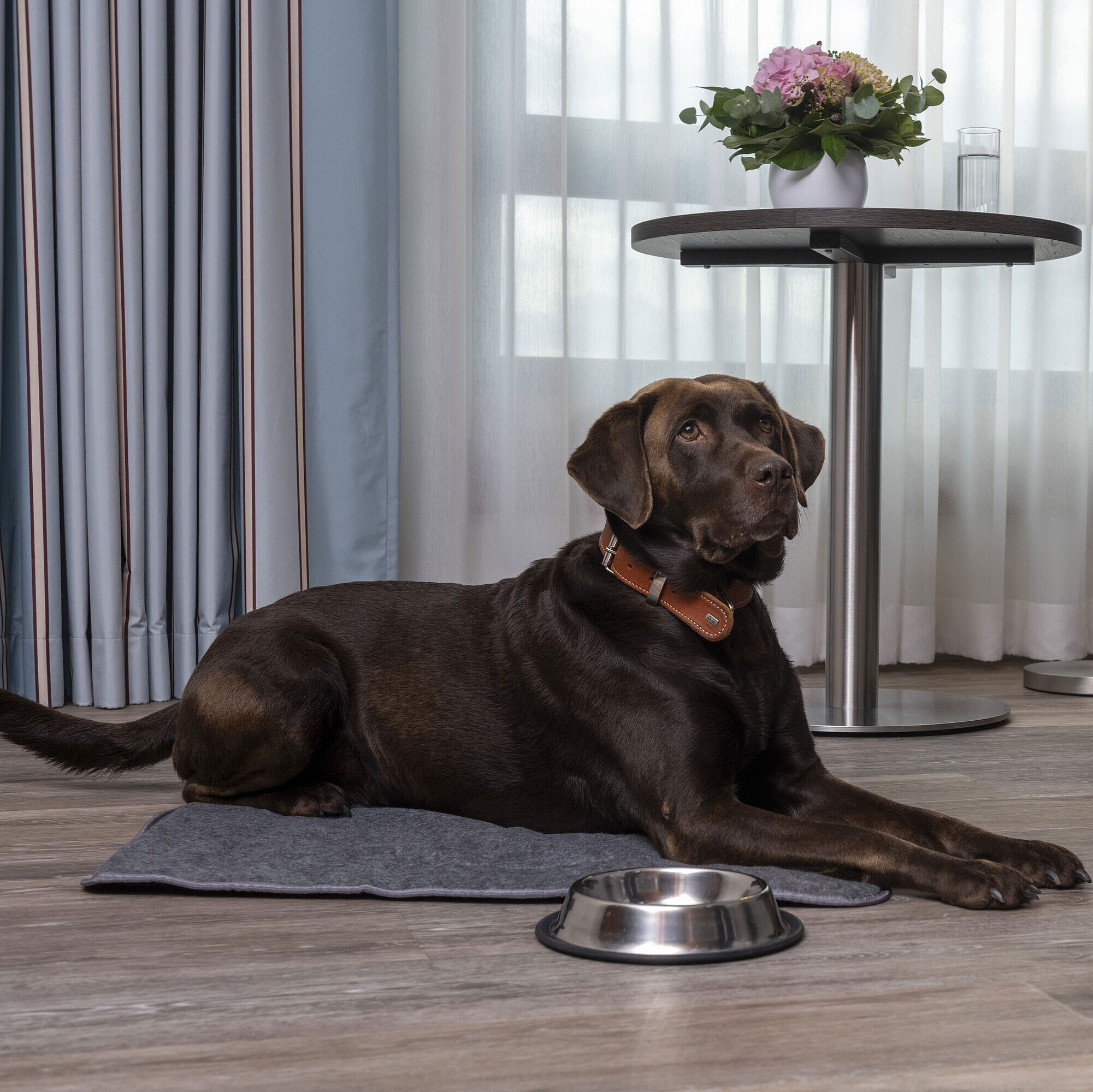 Dog lying relaxed in a hotel room next to a food bowl on the floor.